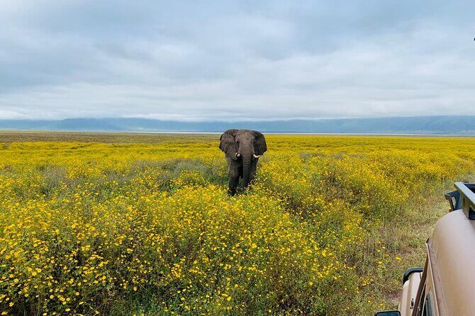 03 days Serengeti and Ngorongoro Crater group (camping) - Day 1 Drive: Serengeti First Impressions and Kopjes Magic