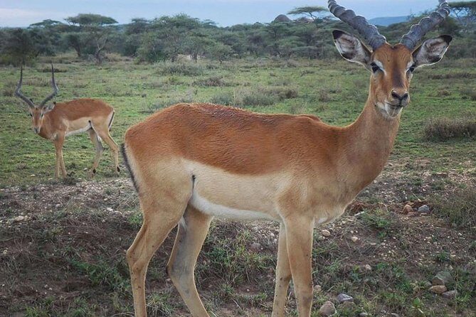 #1 Best Tanzania Safari Tarangire Day tour Adventure - Why a One-Day Tarangire Safari Works So Well From Moshi
