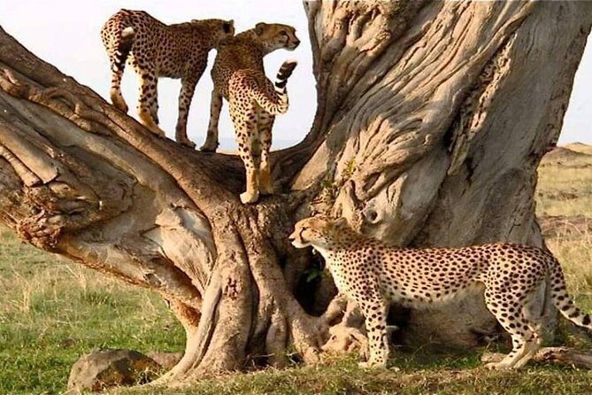 #1 Best Tanzania Safari Tarangire Day tour Adventure - Picnic Lunch Inside Tarangire: A Break That Doesn’t Waste Your Day