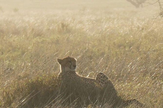 #1 Best Tanzania Safari Tarangire Day tour Adventure - Afternoon Game Drive: Swamps, Baobabs, and Dry-Season Patterns
