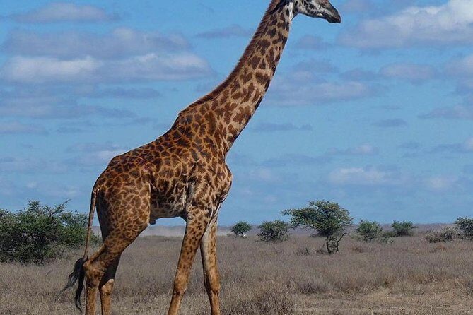 #1 Best Tanzania Safari Tarangire Day tour Adventure - Price and Value: Is $200 a Good Deal for This Day Tour?