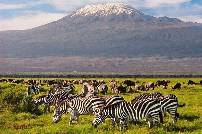 #1 Best Tanzania Safari Tarangire Day tour Adventure - Morning Game Drive: Acacia Woodland and the Tarangire River Circuit