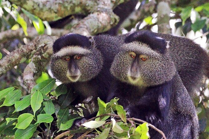 1 Day: Arusha National Park - A private-feeling Arusha National Park day in a pop-up roof 4x4