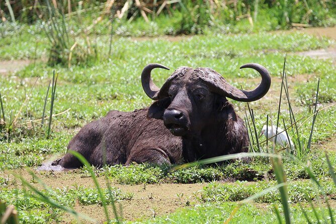1 Day: Arusha National Park - What wildlife odds feel like in Arusha’s smaller, varied park