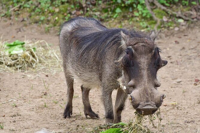 1 Day: Arusha National Park - Ngurdoto Crater rainforest and the monkey viewing window