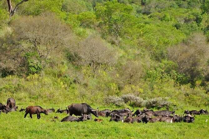 1 Day: Arusha National Park - Who should book this Arusha National Park safari