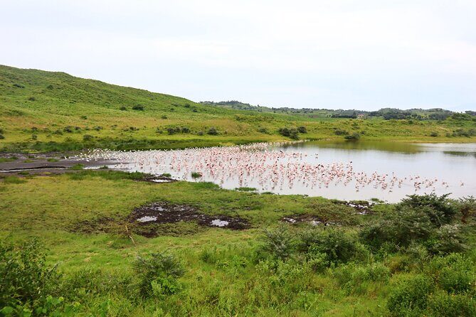 1 Day Arusha national park (Game drive and walking safari). - What the ranger-led safari teaches you on foot