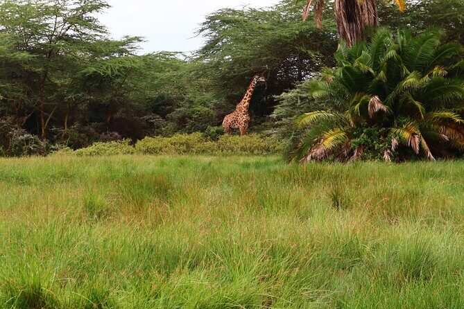 1 Day Arusha national park (Game drive and walking safari). - How long is too long? Timing, comfort, and pacing