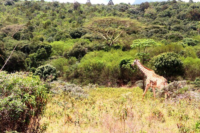 1 Day Arusha national park (Game drive and walking safari). - The 8:30am rhythm: pickup, briefing, and getting oriented