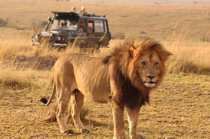 1-Day Fly in Shared Safari to Mikumi National Park from Zanzibar - Key highlights to know before you go