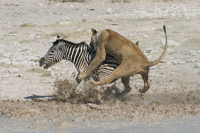 1-Day Fly in Shared Safari to Mikumi National Park from Zanzibar - Lunch inside the park: a break that actually helps