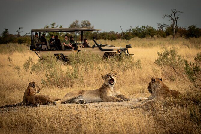 1-Day Fly in Shared Safari to Mikumi National Park from Zanzibar - Group size and jeep setup: comfort without the crowd chaos