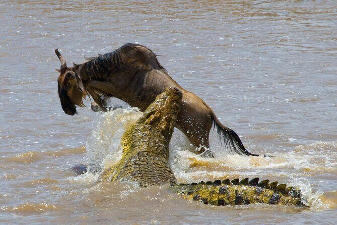 1-Day Fly in Shared Safari to Mikumi National Park from Zanzibar - Price and value: does $590 really work for a one-day safari?