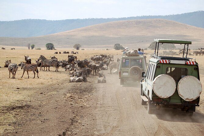 1-Day Fly in Shared Safari to Mikumi National Park from Zanzibar - The flight day rhythm: what you’re really buying