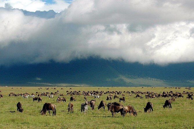 1 Day Joined Group Safari in Ngorongoro Crater National Park - Lake Makat and the Big Five odds in one long loop