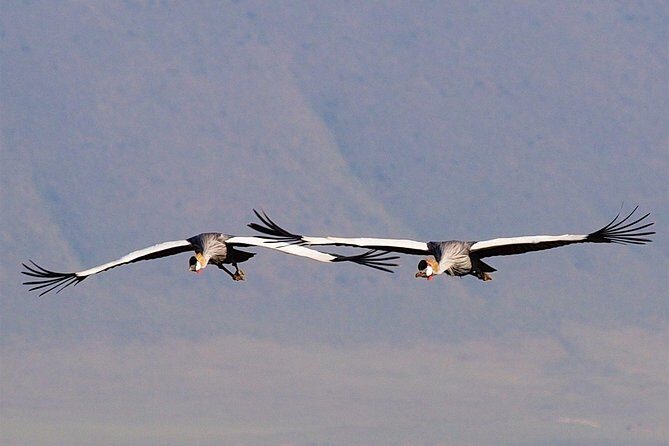 1 Day Joined Group Safari in Ngorongoro Crater National Park - Language help: English plus Spanish and French