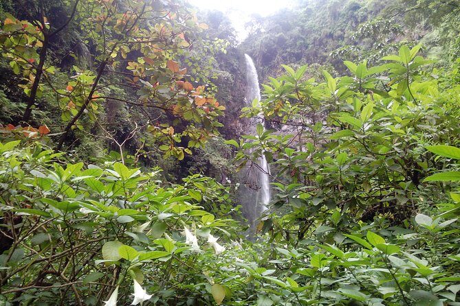 1 Day Kilimanjaro forest (mambori waterfalls). - Mambori Waterfall: The 80-Metre Reward