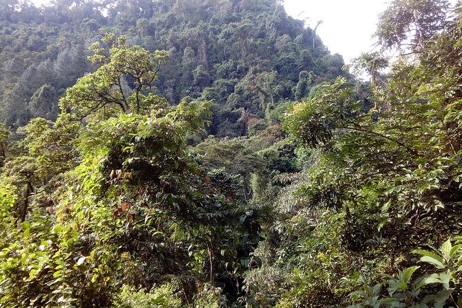 1 Day Kilimanjaro forest (mambori waterfalls). - The Forest Hike: Flora, Fauna, and a Realistic Pace