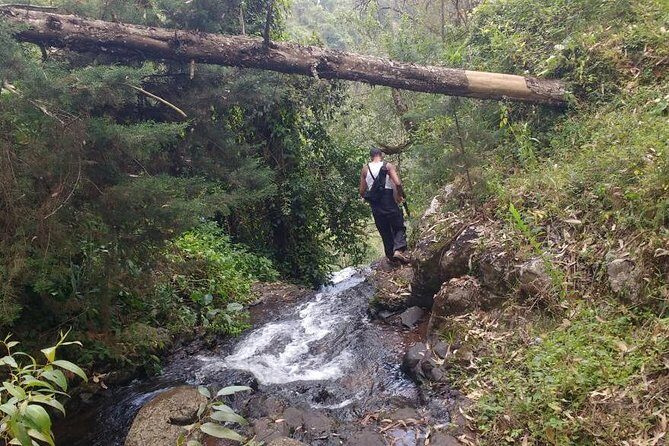 1 Day Kilimanjaro forest (mambori waterfalls). - Price and Value: Why $160 Can Be a Good Deal