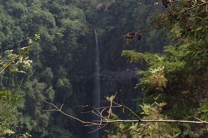 1 Day Kilimanjaro forest (mambori waterfalls). - Coffee Plantations and the Name Story (Yes, It Matters)