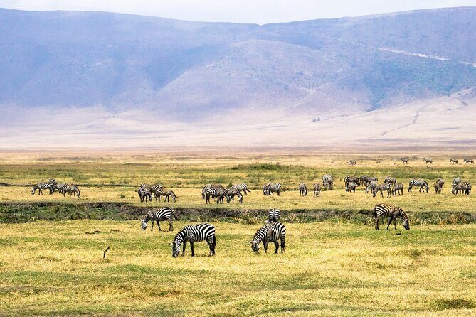 1 Day Ngorongoro Crater Group Jioning Safari - Price and value: how $325 holds up for a short crater day
