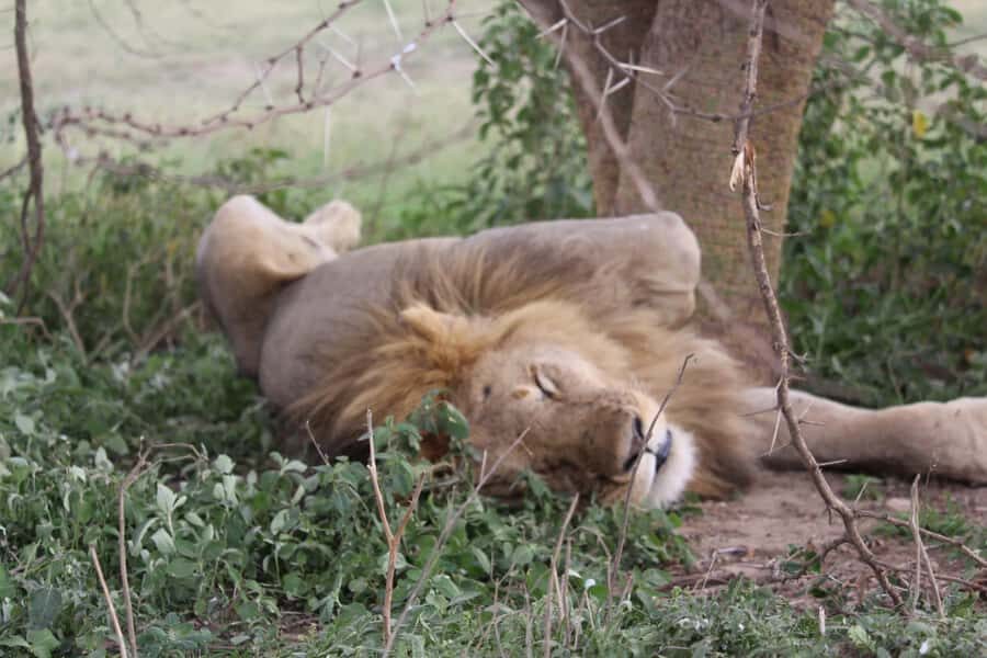 1 Day Ngorongoro Crater Group joining safari - Key Points at a Glance