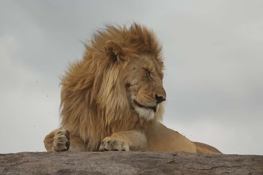 1 Day Ngorongoro Crater Group joining safari - Should You Book This Ngorongoro Group Joining Safari?
