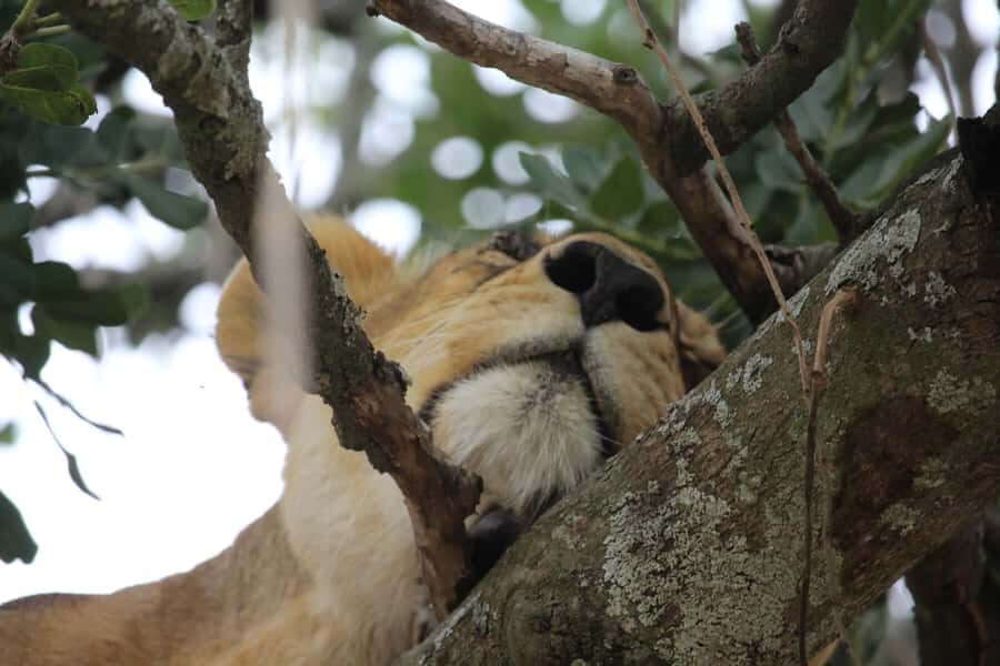 1 Day Ngorongoro Crater Group joining safari - A Crater Safari That Packs the Big Five Into One Day
