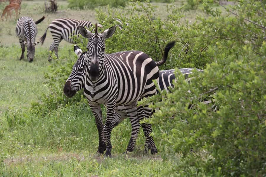 1 Day Ngorongoro Crater Group joining safari - Down Into the Caldera: Your Big Five Game Drive