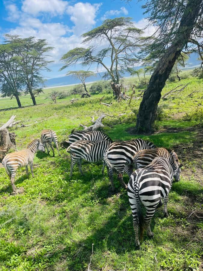 1 Day Ngorongoro Crater Group joining safari - Ngoitokok Swamp Picnic by the Hippo Pool