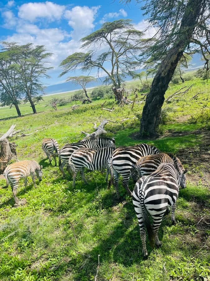 1 Day Ngorongoro Crater Group joining safari - Maasai Culture Context: The Story Behind the Crater
