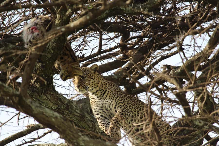 1 Day Ngorongoro Crater Group joining safari - The Wild-Card: Vehicle Changes and How to Stay Comfortable