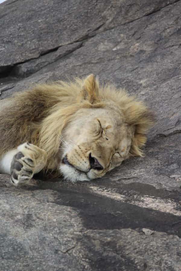 1 Day Ngorongoro Crater Group joining safari - Who This Safari Fits Best (and Who Might Want a Different Plan)