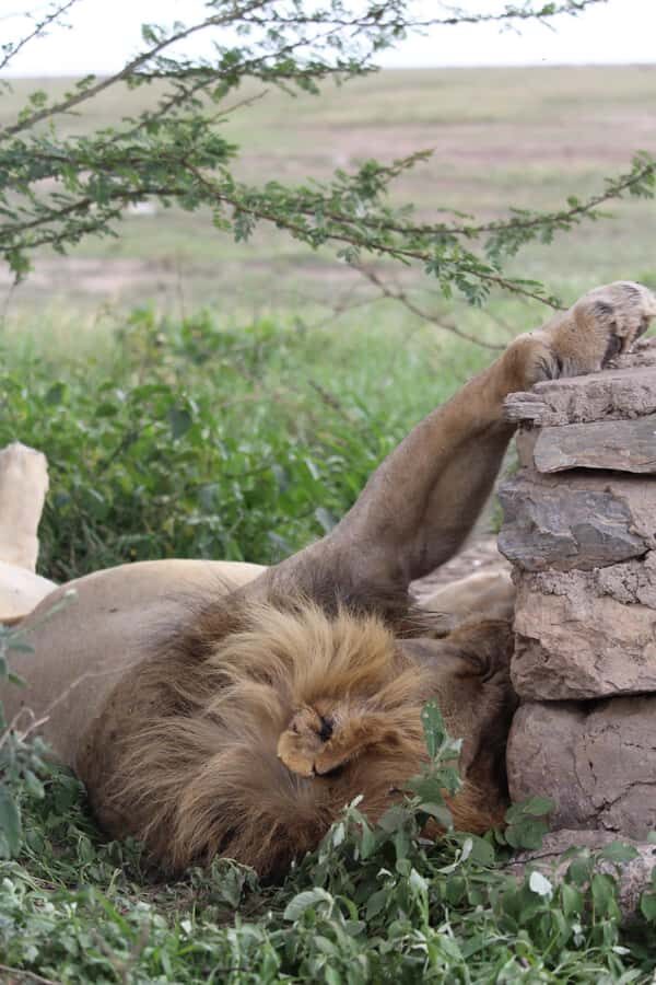 1 Day Ngorongoro Crater Group joining safari - Leaving Arusha Early: The 05:00 Start and Rim View