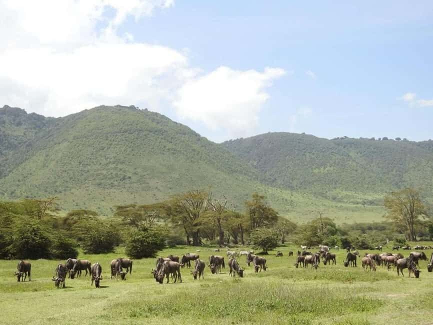 1-Day Ngorongoro Crater Special Big 5- Joining Group Safari - Quick hits: what makes this Ngorongoro Big 5 day special