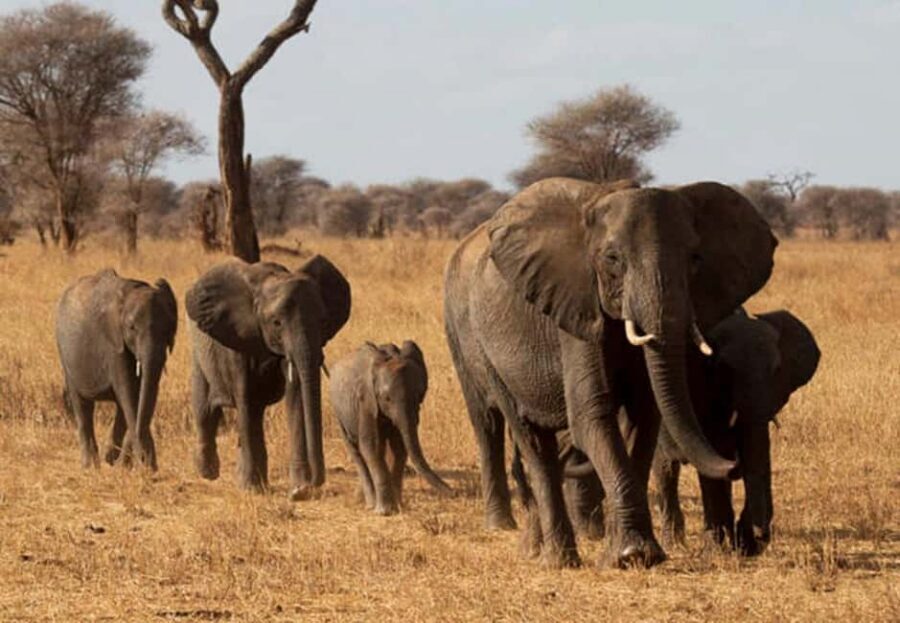 1-Day Ngorongoro Crater Special Big 5- Joining Group Safari - Entering Ngorongoro Crater: why one day works