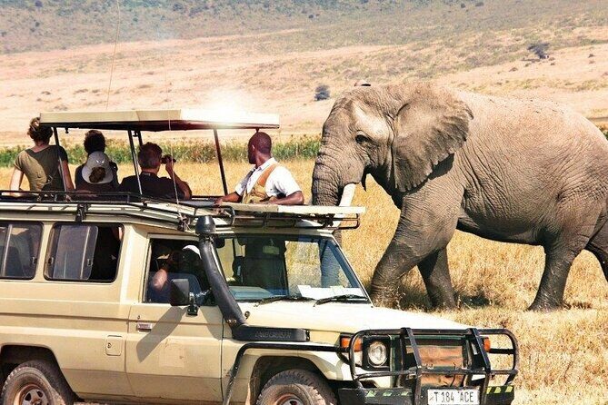 1 Day Private Ngorongoro Crater Safari - Entering Ngorongoro Crater: check-in, descent, and the viewpoint moment