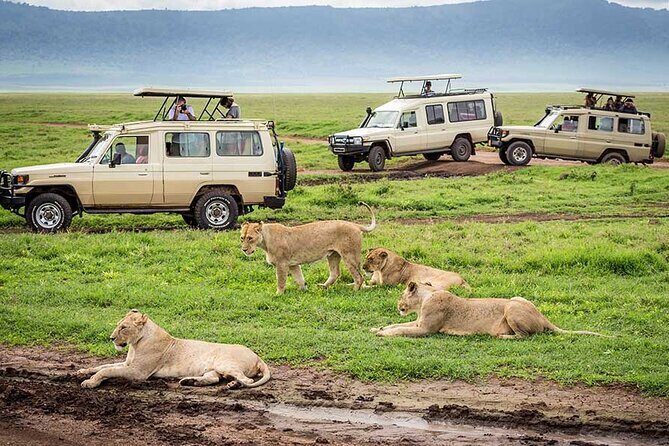 1 Day Private Ngorongoro Crater Safari - Big Five dreams and black rhino reality: how to set your expectations