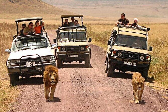 1 Day Private Ngorongoro Crater Safari - Predators and scavengers: hyenas, jackals, and the fun you get beyond the headline animals