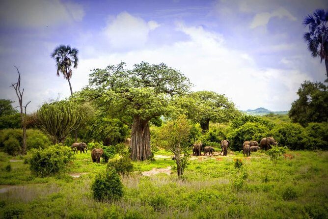 1-Day Ruaha National Park - Key Things You’ll Notice on This 1-Day Ruaha Safari