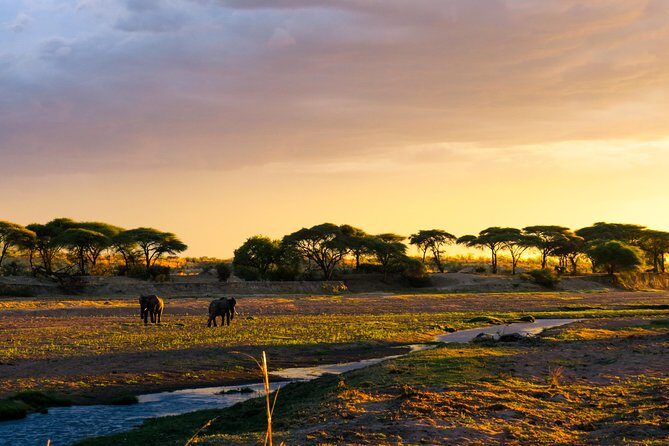 1-Day Ruaha National Park - Why Ruaha Feels Wild (Not Just Another Checklist Park)