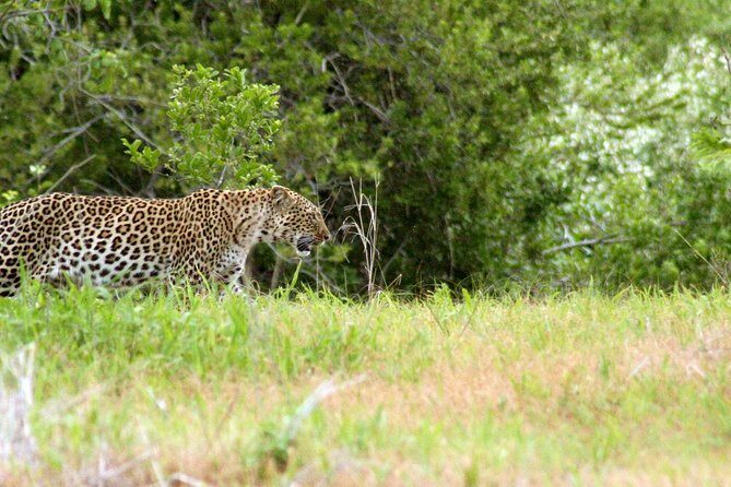 1-Day Ruaha National Park - Price and Value: What $435.90 Buys You