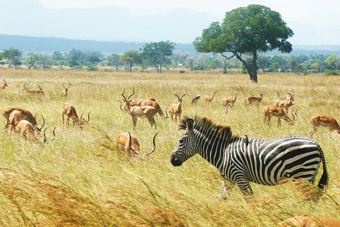 1 Day Safari to Mikumi National park from Zanzibar by flight - A one-day Mikumi safari that actually fits a Zanzibar schedule