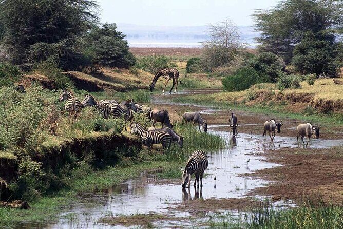 1 Day Safari to Mikumi National park from Zanzibar by flight - Breakfast, lunch, and water: small inclusions that keep the day moving