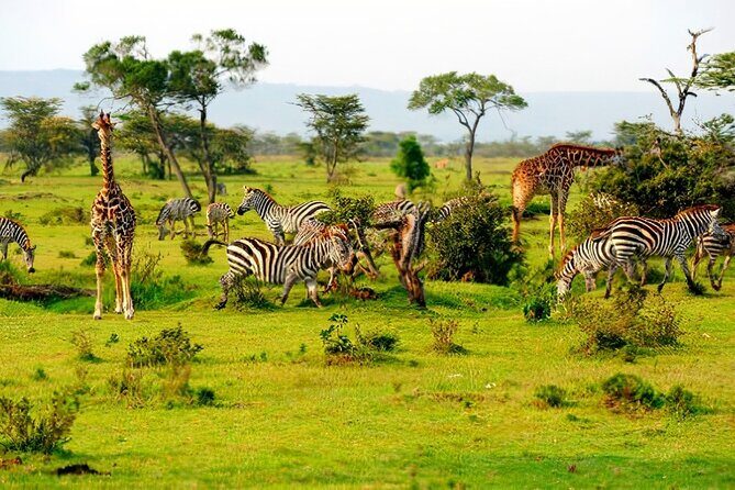 1 Day Safari to Mikumi National park from Zanzibar by flight - The open-roof 4x4 experience: comfort, photos, and real wildlife time