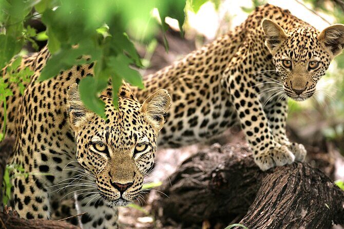 1 Day Safari to Mikumi National park from Zanzibar by flight - A real-world snag: transfers and getting your money sorted