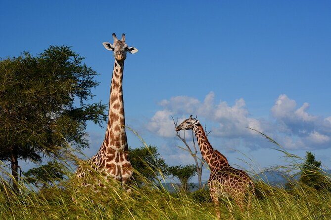 1 Day Safari to Mikumi National park from Zanzibar by flight - Who this Mikumi safari is best for (and who should reconsider)