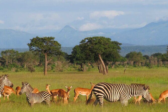1 Day Safari to Mikumi National park from Zanzibar by flight - How the safari day is structured once you’re in Mikumi