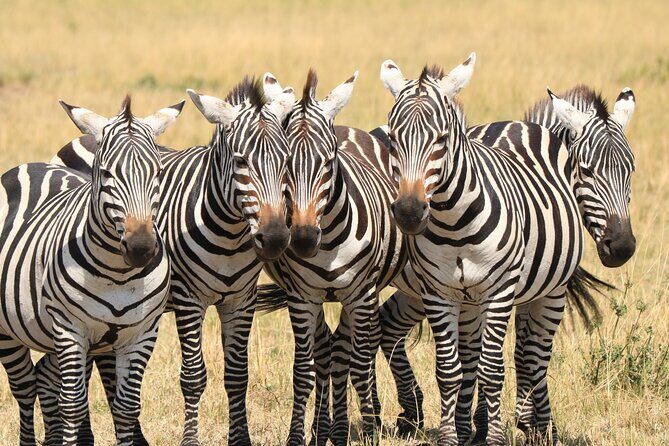 1-Day Safari-Trip to Tarangire National Park - Arusha Pick-Up and the 6-Hour Plan: How to Read the Timing