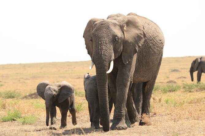 1-Day Safari-Trip to Tarangire National Park - Elephant Herd Season (June–October) and Realistic Expectations